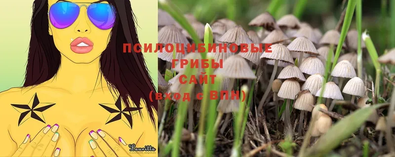 OMG маркетплейс  купить наркотики сайты  Моздок  Псилоцибиновые грибы Psilocybe 